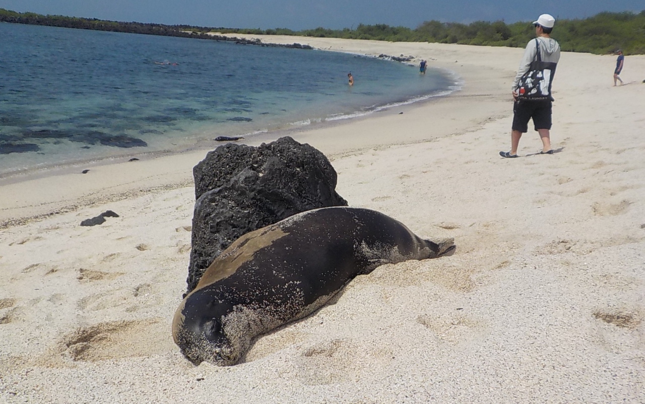 ガラパゴス旅その８ サンクリストバル島へ移動 そこはアシカ天国だった ガラパゴス エクアドル の旅行記 ブログ By かっちゃんさん フォートラベル