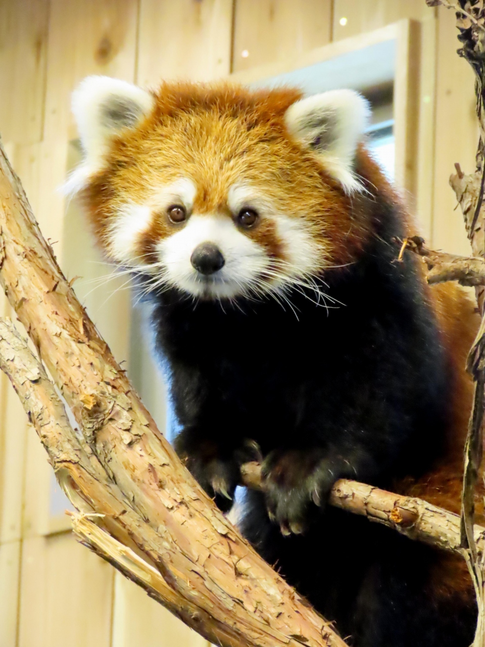 伊豆シャボテン動物公園 楽寿園 来年に期待 展示復帰していたコナツちゃん シャボテン ちょうどリンゴタイムに行けました 楽寿園 伊豆高原 静岡県 の旅行記 ブログ By Jilllucaさん フォートラベル 伊豆シャボテン動物公園 楽寿園 来年に期待 展示復帰していたコナツちゃん シャボテン ちょうどリンゴタイムに行けました 楽寿園 伊豆高原 静岡県 の旅行記 ブログ By Jilllucaさん フォートラベル