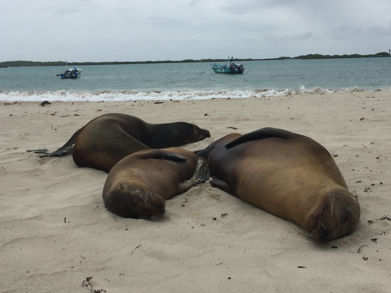 18年末年始 キト ガラパゴス ガラパゴス編２ イザベラ島への地獄ツアー ガラパゴス エクアドル の旅行記 ブログ By 三明治さん フォートラベル