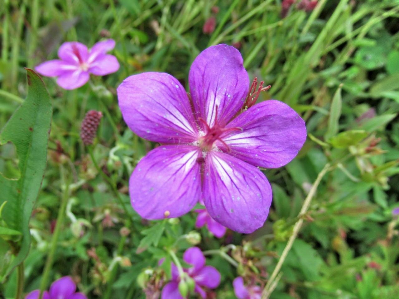 日本百名山 霧ヶ峰で初秋の花々を楽しむ 白樺湖 蓼科 車山 長野県 の旅行記 ブログ By ペコちゃんさん フォートラベル