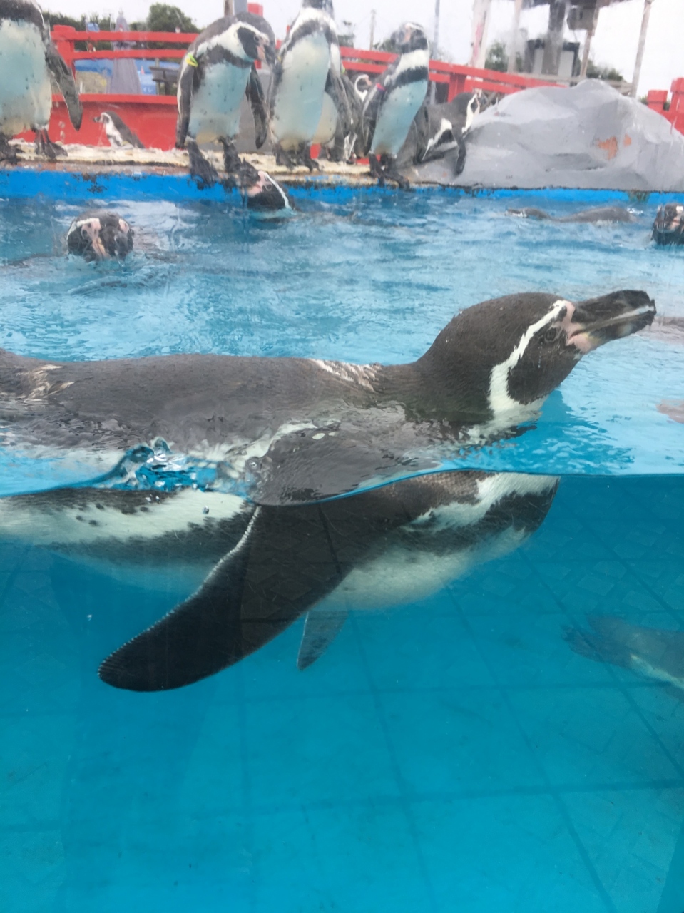 子供連れ 1歳 2 5歳 予想外の楽しさ南知多ビーチランド 内海 南知多 愛知県 の旅行記 ブログ By Cururu8さん フォートラベル