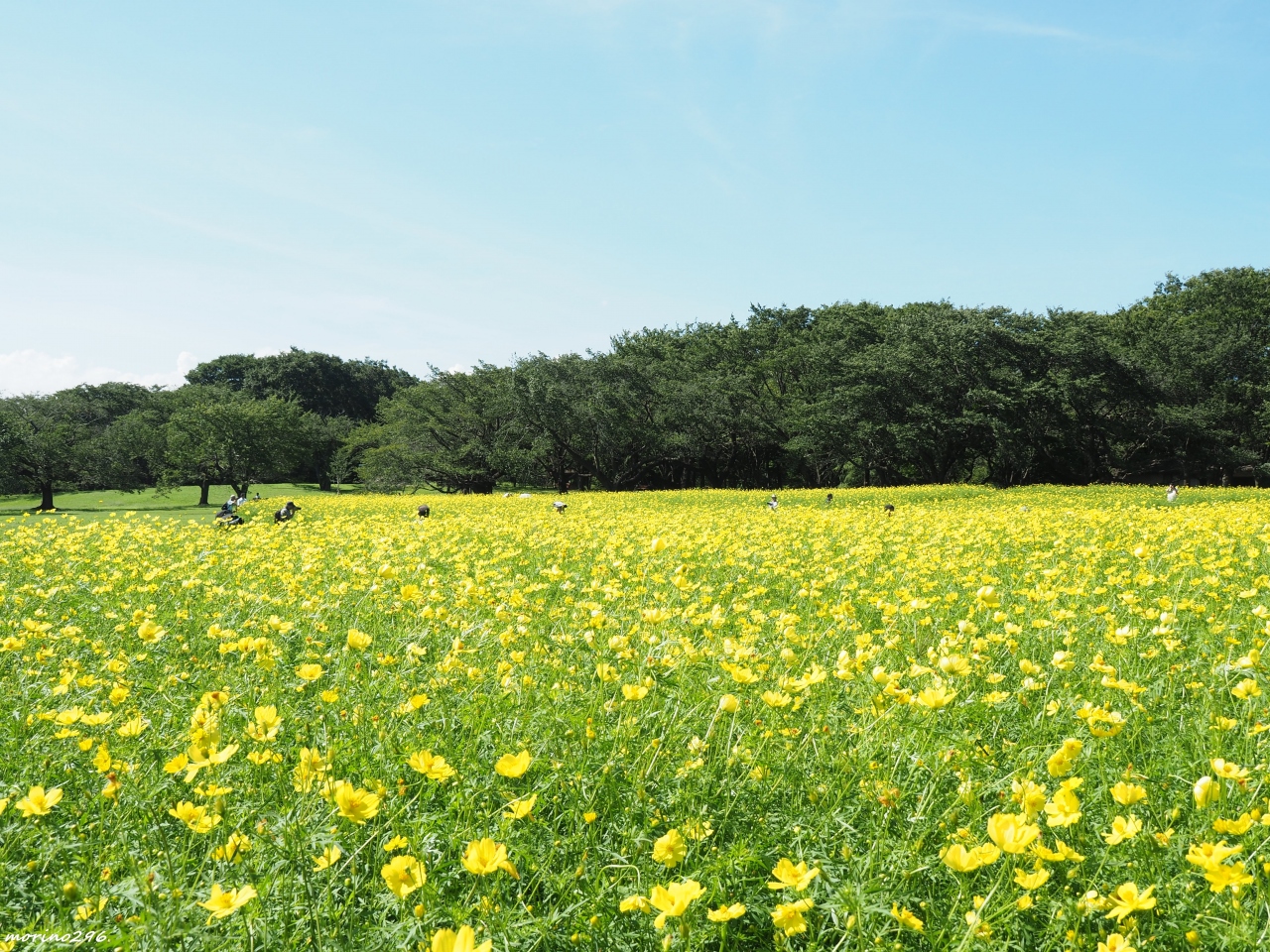 レモンイエローに染まる花畑 昭和記念公園 立川 東京 の旅行記 ブログ By Morino296さん フォートラベル レモンイエローに染まる花畑 昭和記念公園 立川 東京 の旅行記 ブログ By Morino296さん フォートラベル