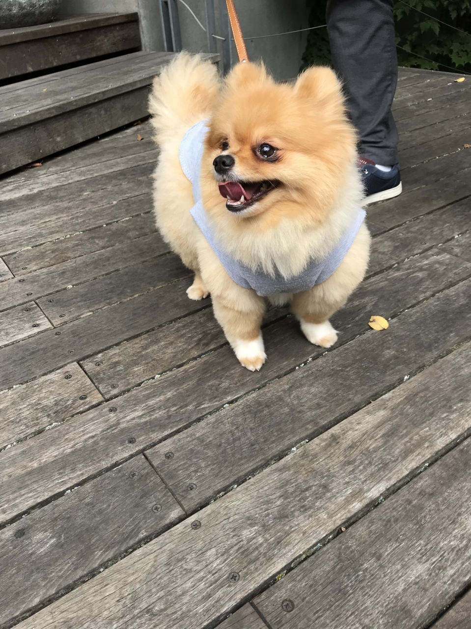 犬のメルシーと家族旅行 軽井沢 長野県 の旅行記 ブログ By Yoko3さん フォートラベル