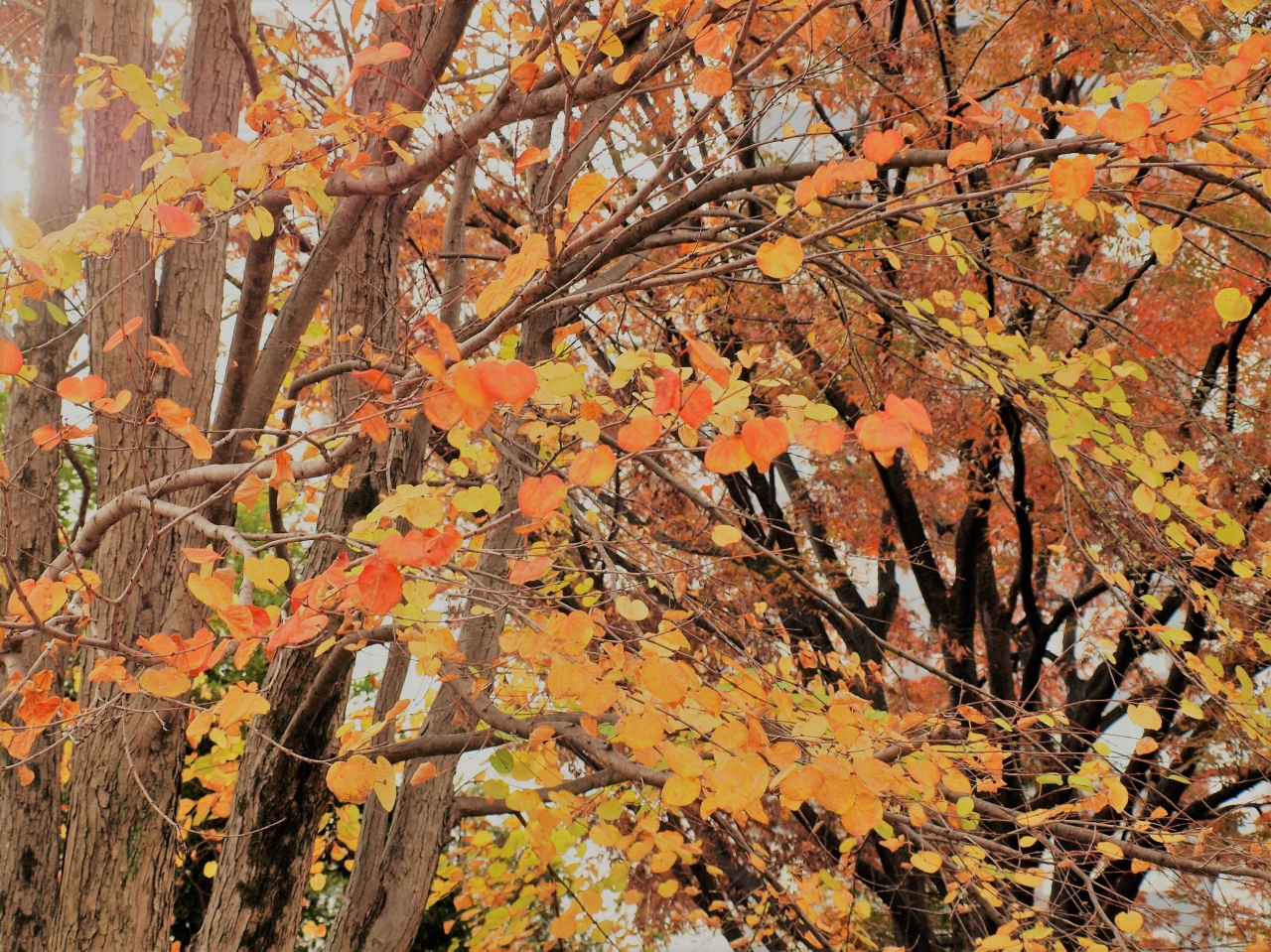 ちょっとだけ 秋の上野公園界隈 ２０１８ 上野 御徒町 東京 の旅行記 ブログ By 紅映さん フォートラベル