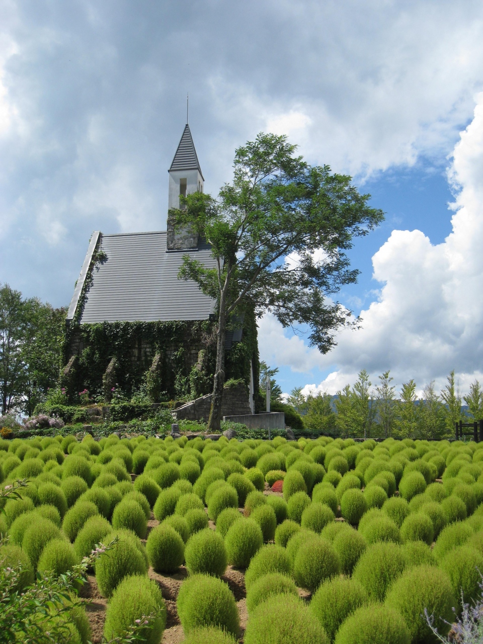 緑色のコキアもかわいい ひるがの高原牧歌の里 ひるがの高原 鷲ヶ岳 岐阜県 の旅行記 ブログ By カウベルさん フォートラベル 緑色のコキアもかわいい ひるがの高原牧歌の里 ひるがの高原 鷲ヶ岳 岐阜県 の旅行記 ブログ By カウベルさん フォートラベル