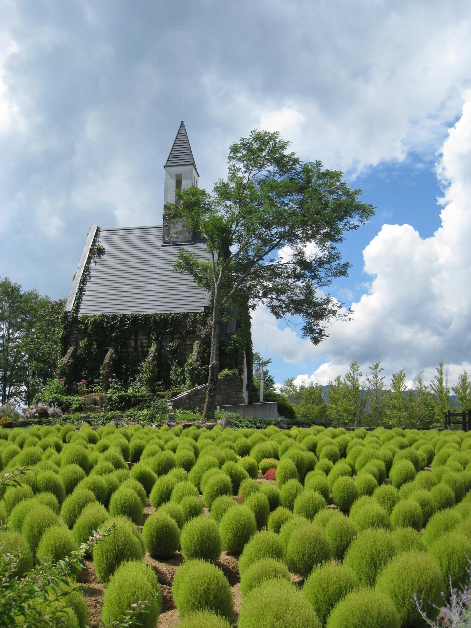 緑色のコキアもかわいい ひるがの高原牧歌の里 ひるがの高原 鷲ヶ岳 岐阜県 の旅行記 ブログ By ｶｳﾍﾞﾙさん フォートラベル