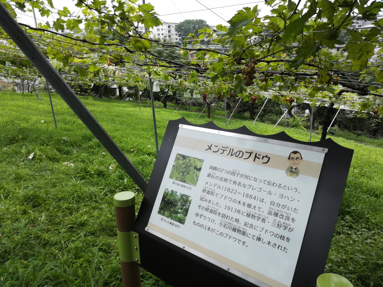 樹名板を探す旅 横浜市こども植物園 東神奈川 保土ヶ谷 弘明寺 神奈川県 の旅行記 ブログ By Pomomiさん フォートラベル