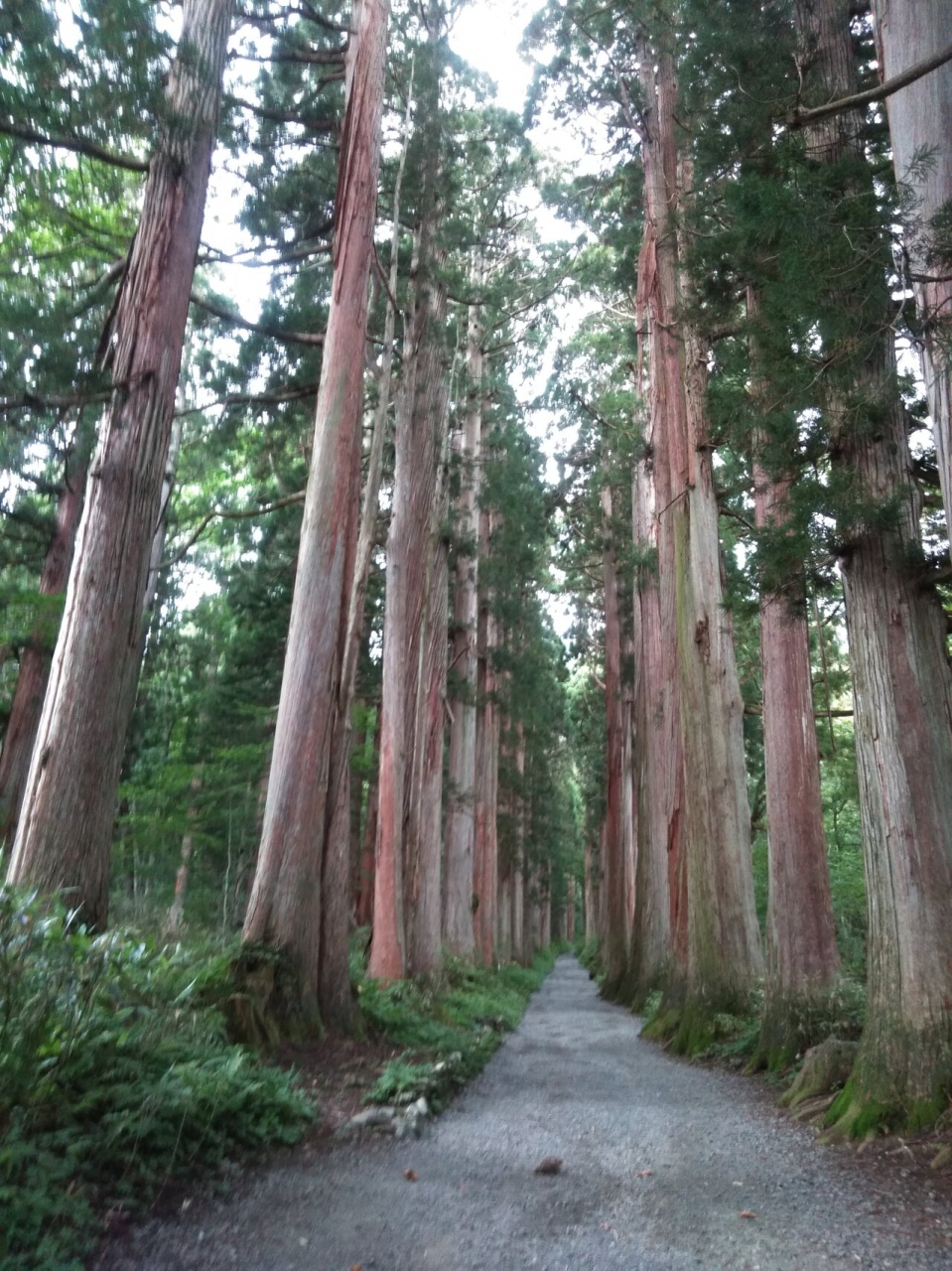 戸隠奥社への道は遠かった 戸隠 鬼無里 長野県 の旅行記 ブログ By エステ大好きさん フォートラベル 戸隠奥社への道は遠かった 戸隠 鬼無里 長野県 の旅行記 ブログ By エステ大好きさん フォートラベル