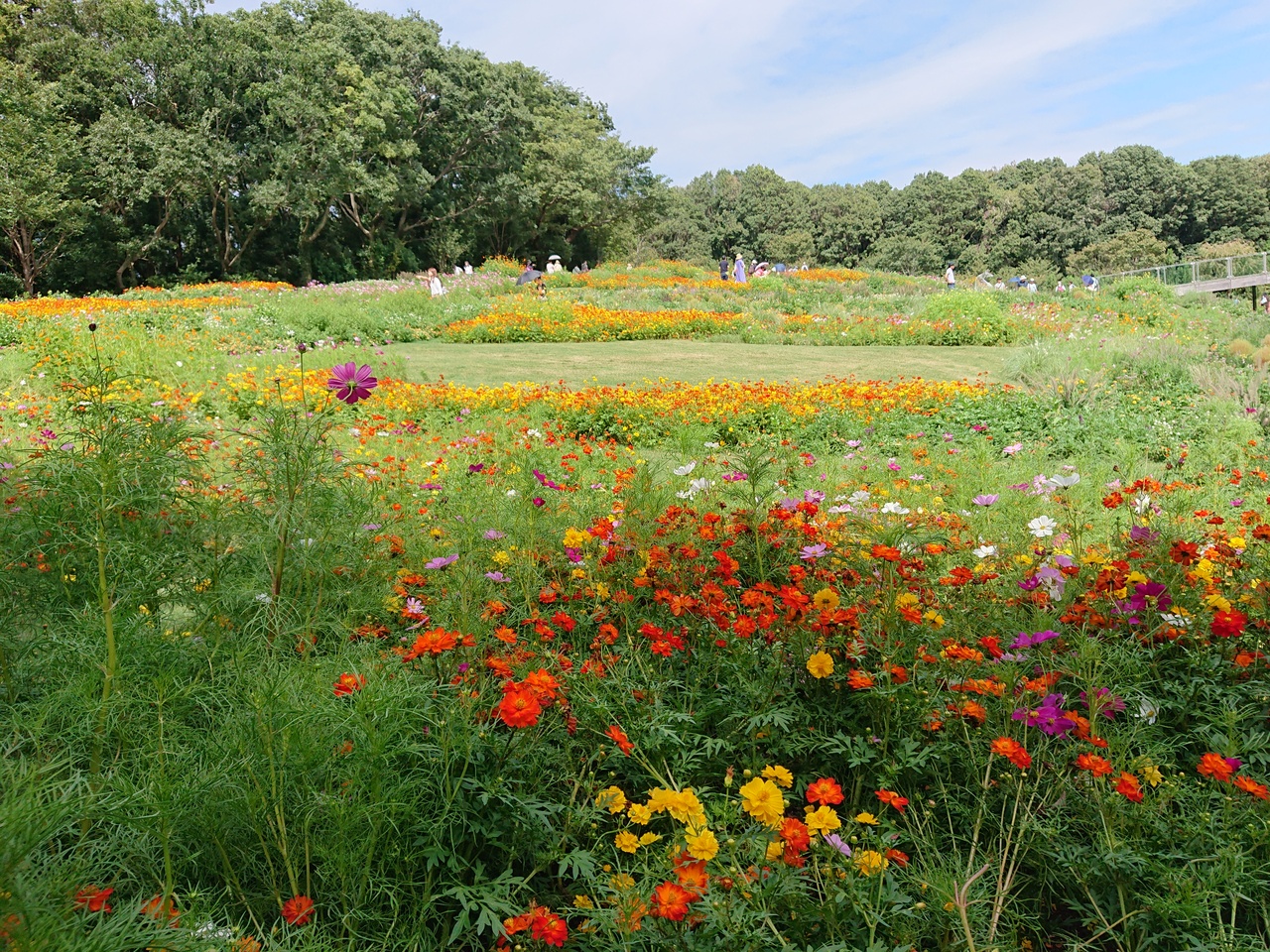 秋の花が咲き乱れるさとやまガーデンフェスタ19秋と四季の森公園散策 戸塚 いずみ野 港南台 神奈川県 の旅行記 ブログ By わんこさん フォートラベル 秋の花が咲き乱れるさとやまガーデンフェスタ19秋と四季の森公園散策 戸塚 いずみ野 港南台 神奈川県 の旅行記 ブログ By わんこさん フォートラベル