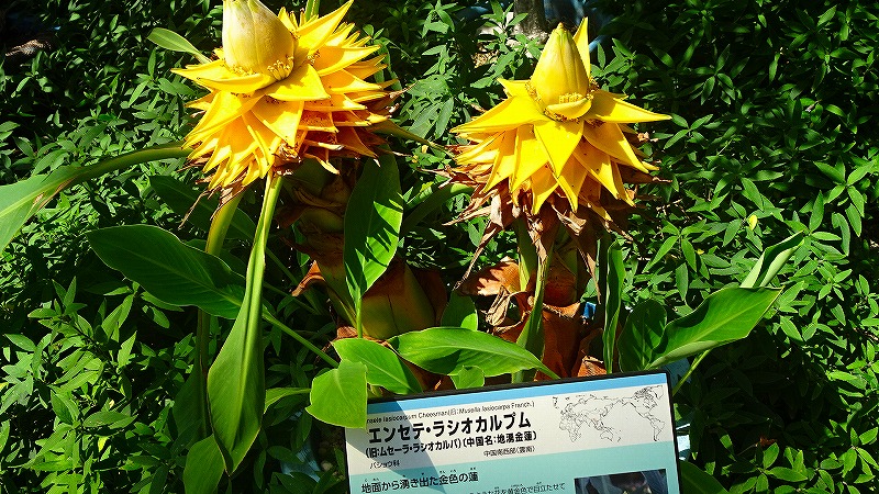 大阪市鶴見区 花博記念公園の咲くやこの花館へ その2 鶴見 城東 大阪 の旅行記 ブログ By Hn11さん フォートラベル 大阪市鶴見区 花博記念公園の咲くやこの花館へ その2 鶴見 城東 大阪 の旅行記 ブログ By Hn11さん フォートラベル