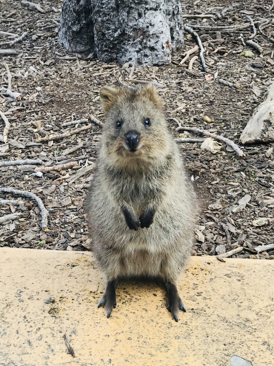 新着笑っ てる 動物 最高の動物画像