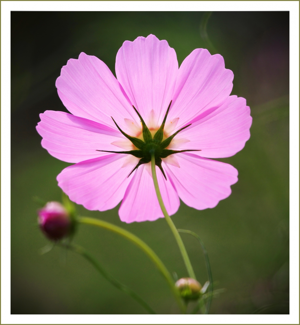 Solitary Journey 1108 秋の気配 高原を吹き抜ける風が畑一面のコスモスの花を揺らしていました コスモス園 広島県世羅町 世羅 広島県 の旅行記 ブログ By Mechagodzilla 703さん フォートラベル