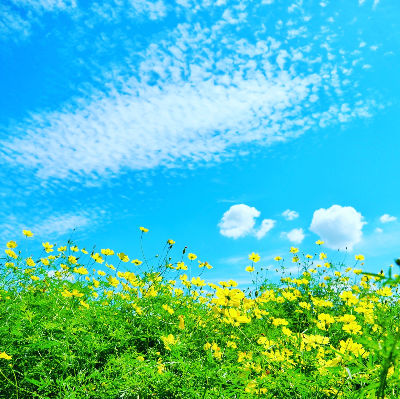 レモンブライトと秋の空 立川 東京 の旅行記 ブログ By みささん フォートラベル レモンブライトと秋の空 立川 東京 の旅行記 ブログ By みささん フォートラベル