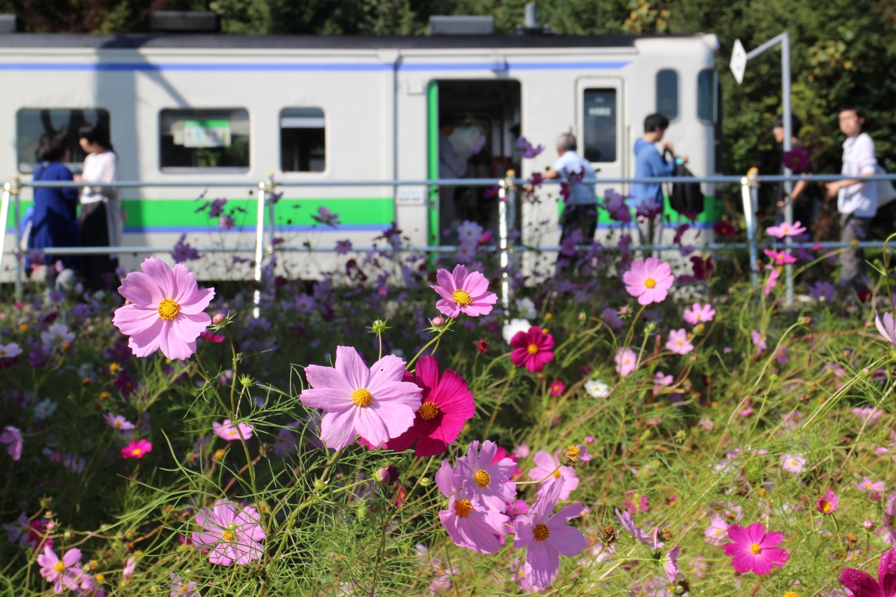 札幌から滝川経由新十津川 札沼線廃止予定区間に乗車する コスモスに実りの秋 ゆく秋を惜しむ 砂川 新十津川 北海道 の旅行記 ブログ By Fly Jinさん フォートラベル