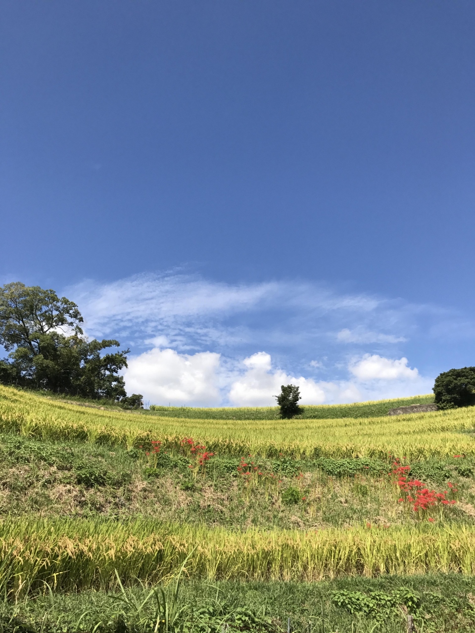 千早赤坂村でのんびり過ごす午後 富田林 羽曳野 大阪 の旅行記 ブログ By Kazedesuさん フォートラベル