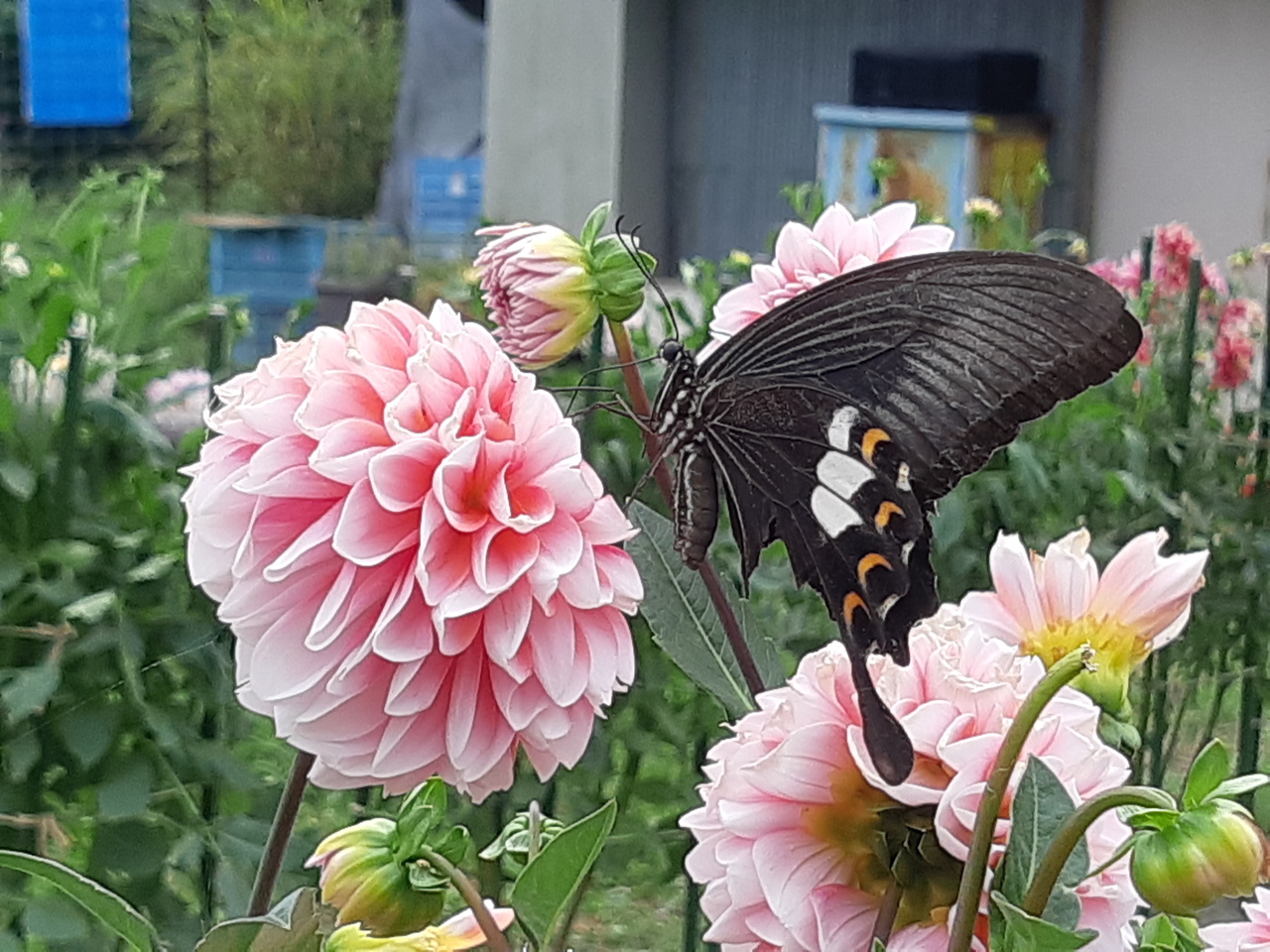 黒川ダリヤ園ではまる 川西 猪名川 兵庫県 の旅行記 ブログ By みねさん フォートラベル 黒川ダリヤ園ではまる 川西 猪名川 兵庫県 の旅行記 ブログ By みねさん フォートラベル