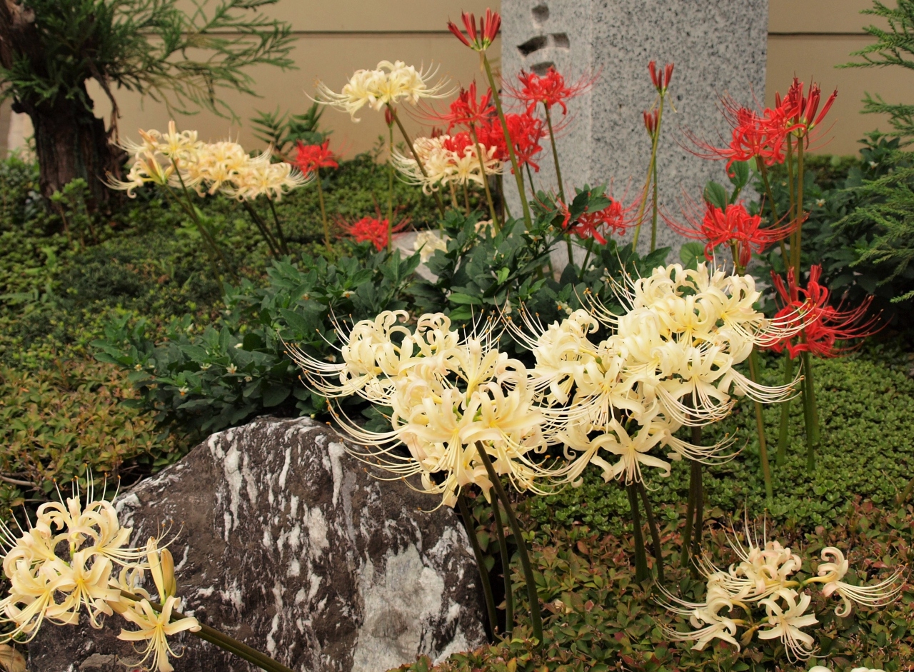 谷中寺町に咲く曼珠沙華 ２０１９ 谷根千 東京 の旅行記 ブログ By 紅映さん フォートラベル