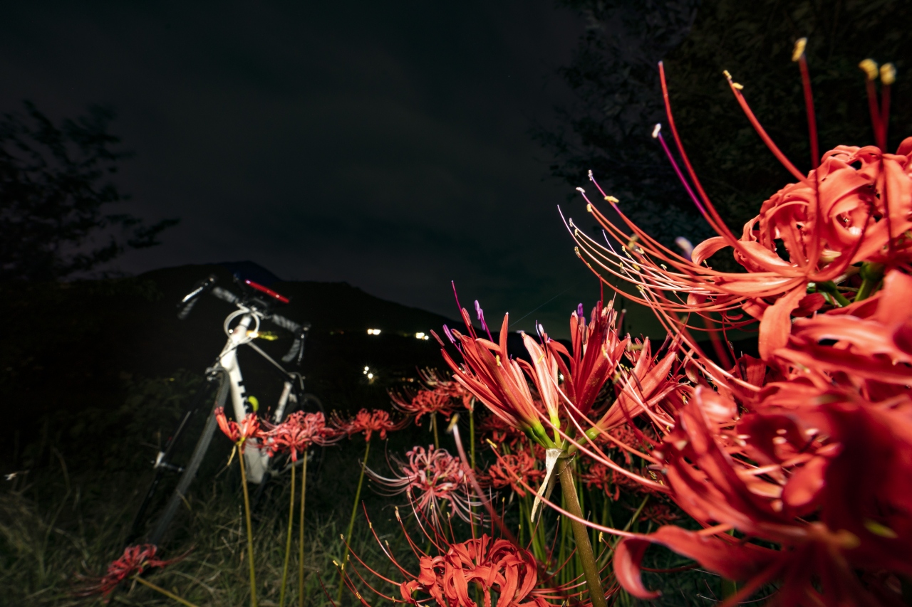 自転車と彼岸時期に咲く花たち 茨城県の旅行記 ブログ By 星夜時雨さん フォートラベル
