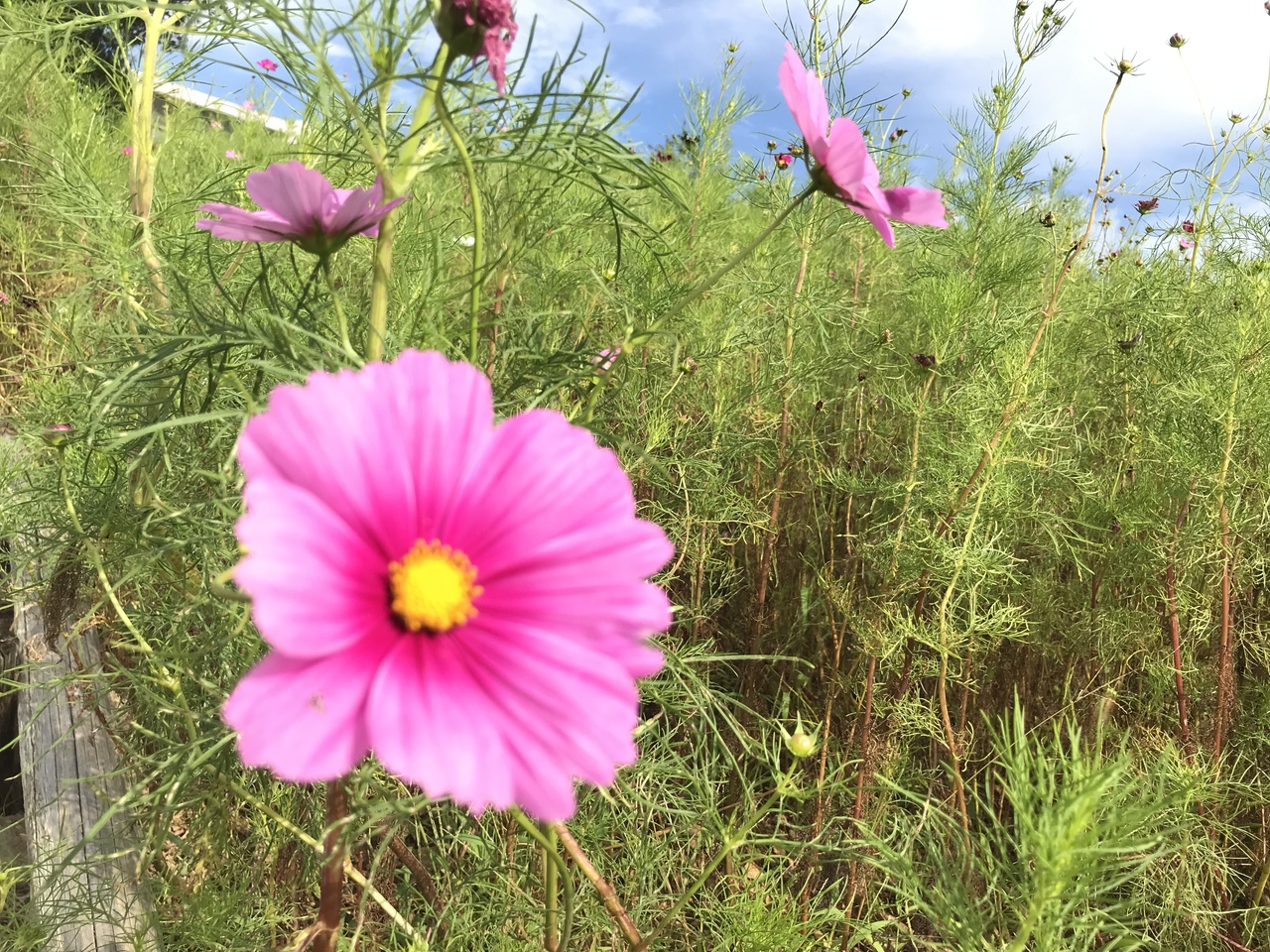 苦労して行く甲斐あり 鷲ヶ峰コスモスパーク 有田 有田川 和歌山県 の旅行記 ブログ By 借りぐらしのゆりえってぃさん フォートラベル 苦労して行く甲斐あり 鷲ヶ峰コスモスパーク 有田 有田川 和歌山県 の旅行記 ブログ By 借りぐらしのゆりえってぃさん フォートラベル