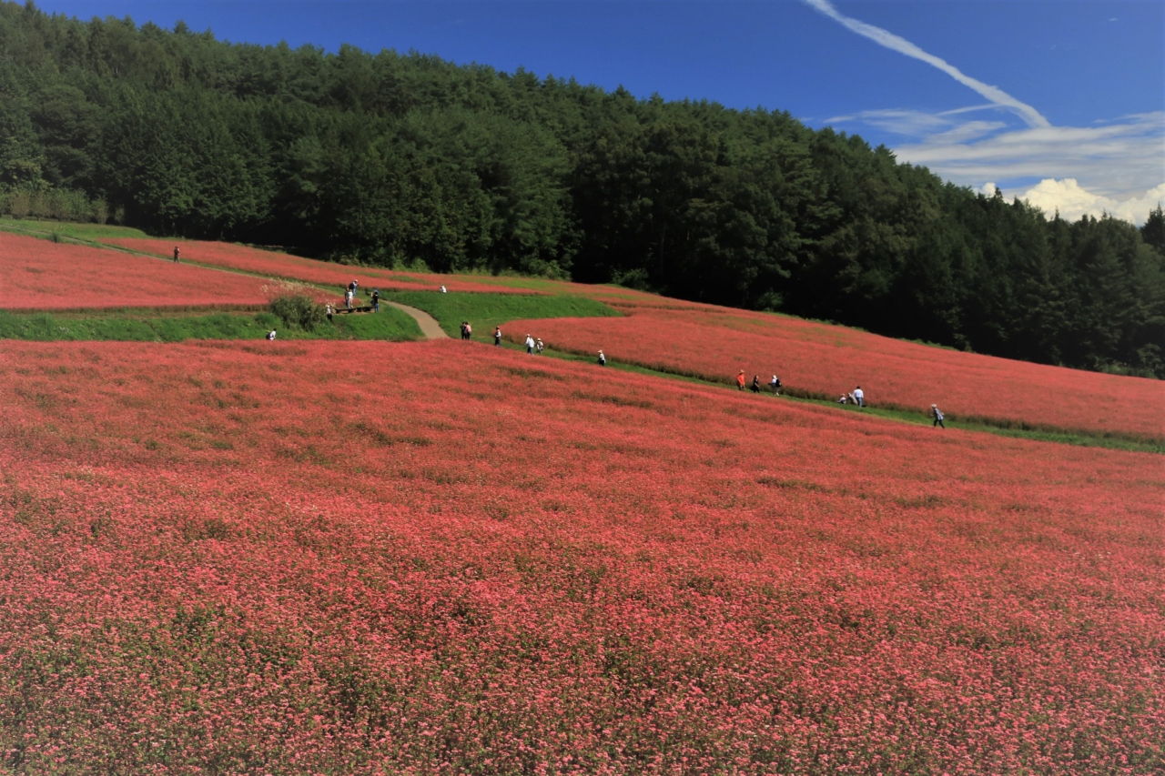 花から花へ花巡り 紅に染まる高嶺ルビーのそばの花 天上の青ヘブンリーブルー 彼岸花咲くお寺 辰野 箕輪 高遠 長野県 の旅行記 ブログ By みちるさん フォートラベル