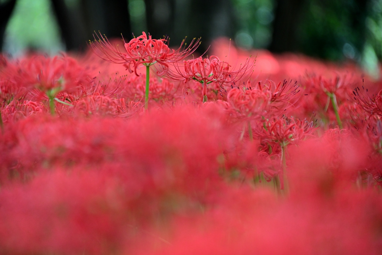 500万本もの曼珠沙華が彩る紅色の絶景 ひだか巾着田 曼珠沙華公園へ 日高 鶴ヶ島 坂戸 埼玉県 の旅行記 ブログ By 葵さん フォートラベル