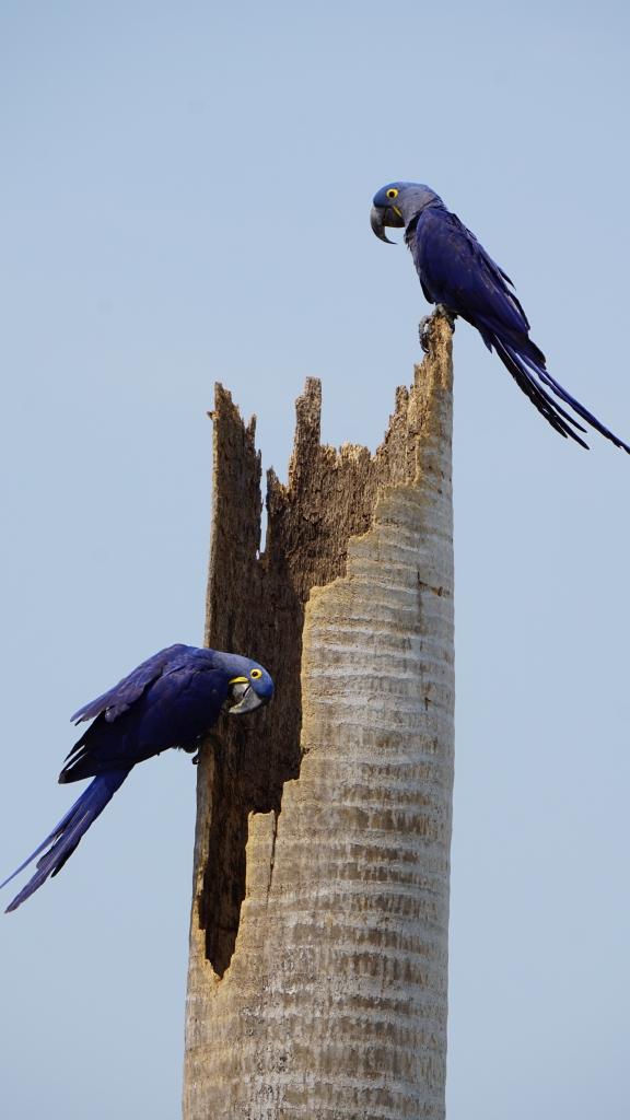 北パンタナール3カ所目のpiuval Lodgeは広大な敷地で動物 野鳥天国 ジャガーは Vol 2 北パンタナール ブラジル の旅行記 ブログ By Polodaddyさん フォートラベル 北パンタナール3カ所目のpiuval Lodgeは広大な敷地で動物 野鳥天国 ジャガーは Vol 2 北パンタナール ブラジル の旅行記 ブログ By Polodaddyさん フォートラベル