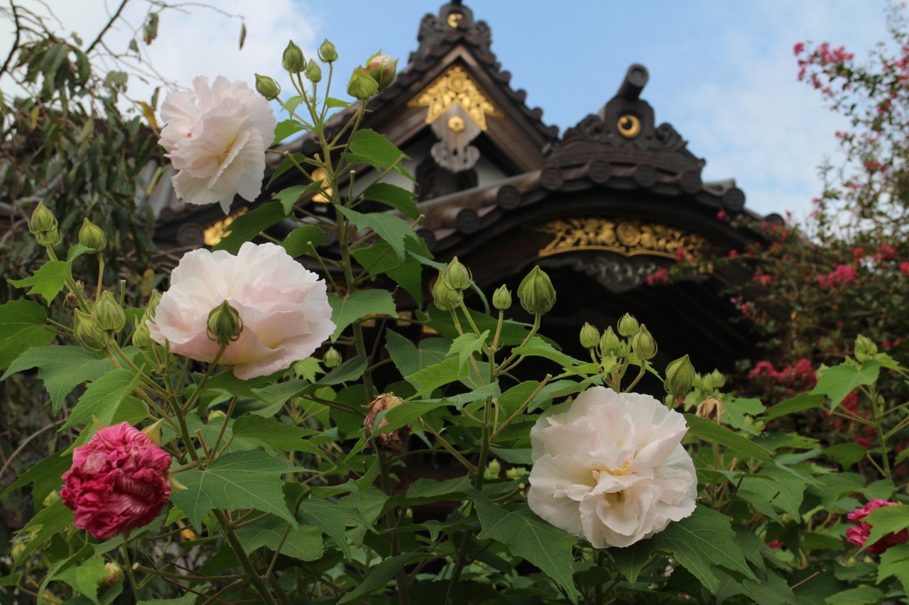 鎌倉花巡り 妙隆寺のフヨウをメインに 大巧寺 鶴岡八幡宮で秋の花を愛でる 鎌倉 神奈川県 の旅行記 ブログ By Fly Jinさん フォートラベル