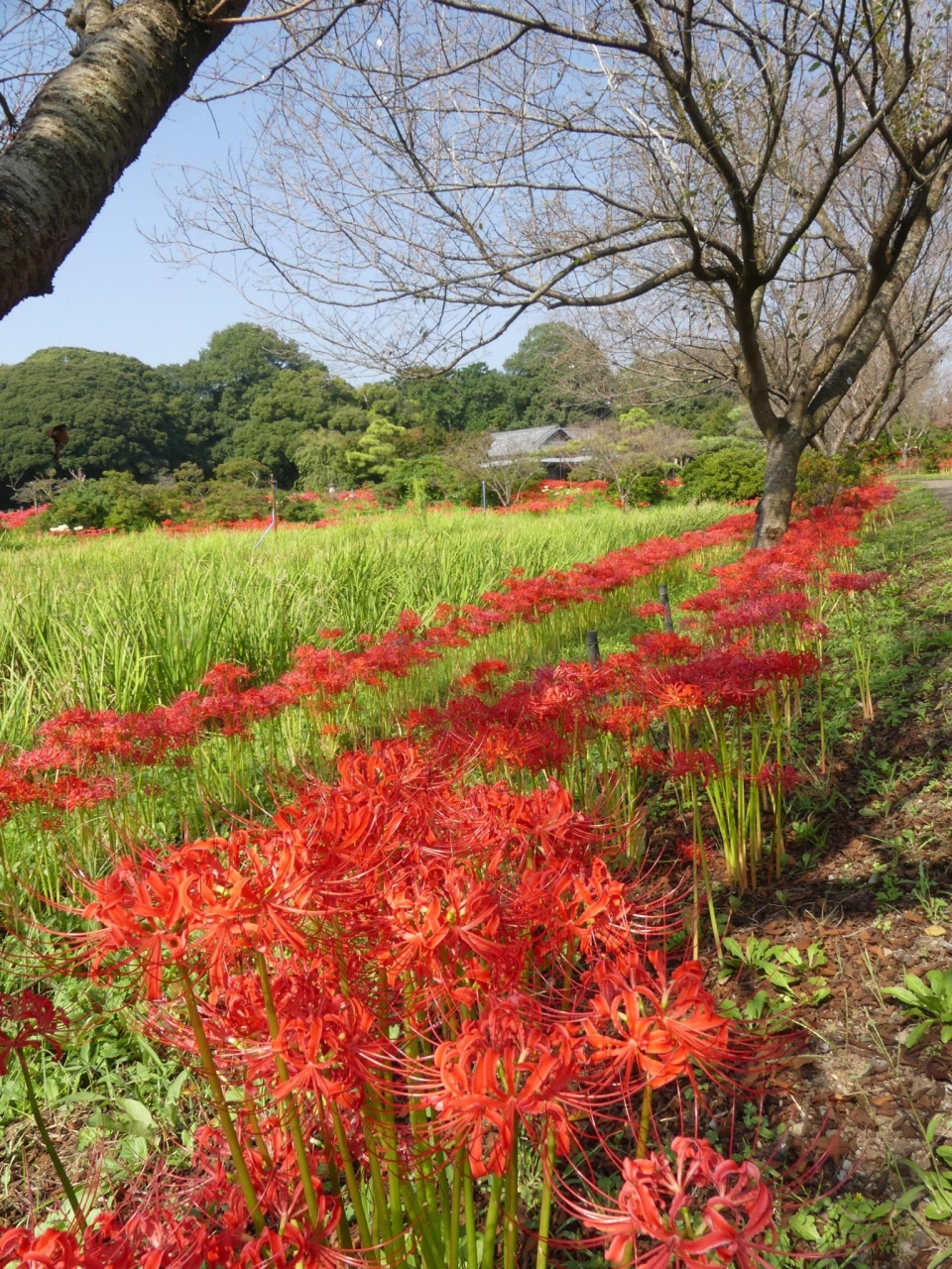 つつじが岡第二公園 のヒガンバナ 19 3 見頃終盤ですが まだ綺麗です 群馬県 館林市 館林 群馬県 の旅行記 ブログ By Minamicazeさん フォートラベル つつじが岡第二公園 のヒガンバナ 19 3 見頃終盤ですが まだ綺麗です 群馬県 館林市 館林 群馬県 の旅行記 ブログ By Minamicazeさん フォートラベル