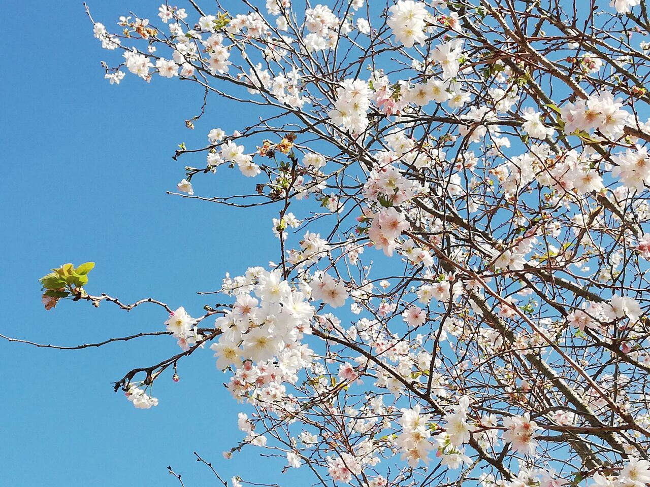 見頃になった桜 筑西 下館 茨城県 の旅行記 ブログ By Yo Haiさん フォートラベル
