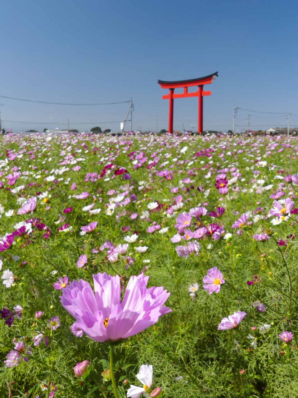小泉町 のコスモス 19 咲き始めました ２割くらい咲いています 群馬県 伊勢崎市 伊勢崎 群馬県 の旅行記 ブログ By Minamicazeさん フォートラベル
