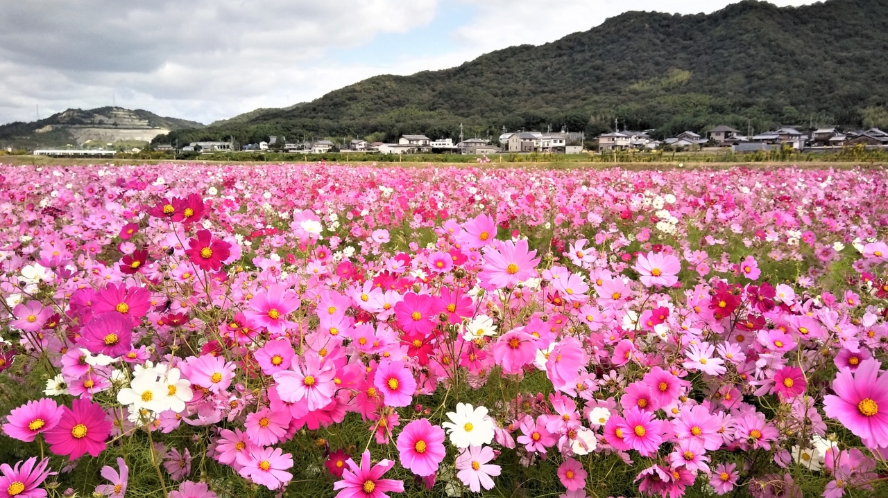 ２０１９年１０月 兵庫 加古川志方町コスモス畑 花の寺 円照寺へ 加古川 播磨 高砂 兵庫県 の旅行記 ブログ By Hｕｕｍａさん フォートラベル