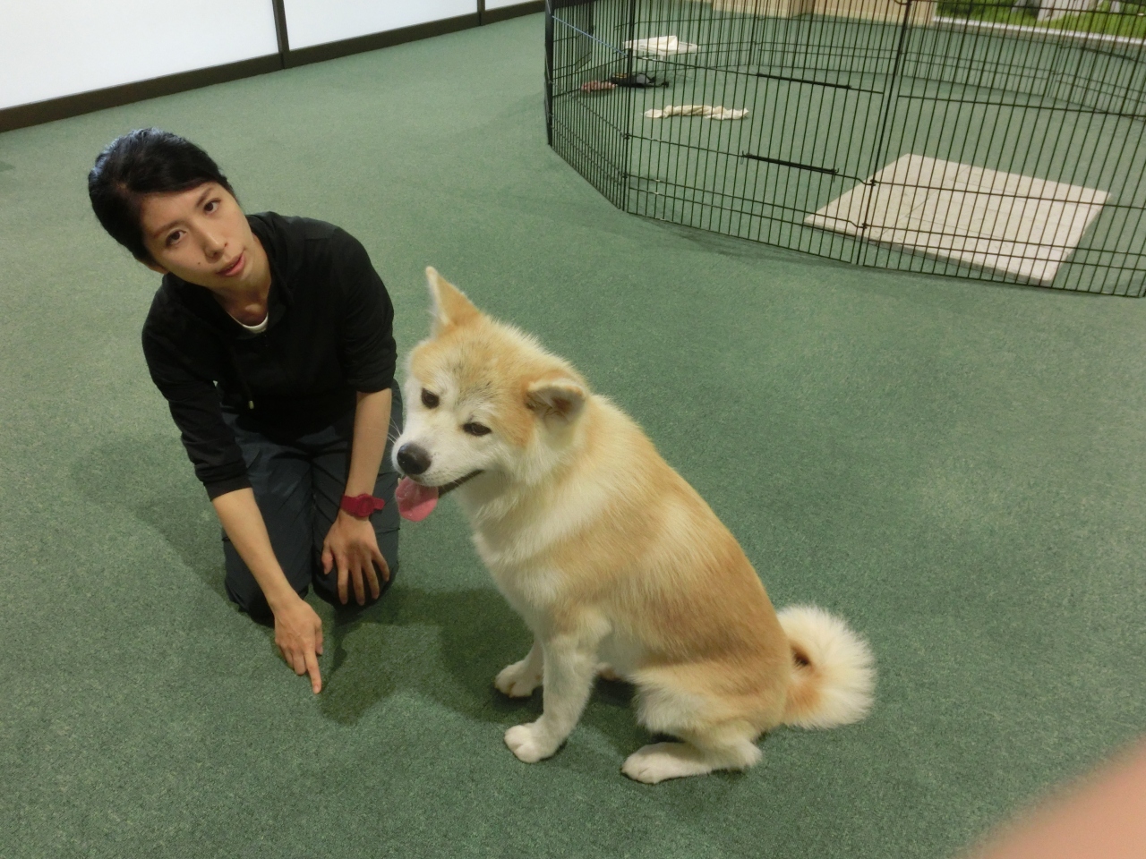 2019夏 青春18きっぷで北海道へ その3 盛岡 岩手県 青森 青森県 青森市内 青森県 の旅行記 ブログ By Oterasanさん フォートラベル 2019夏 青春18きっぷで北海道へ その3 盛岡 岩手県 青森 青森県 青森市内 青森県 の旅行記 ブログ By Oterasanさん フォートラベル