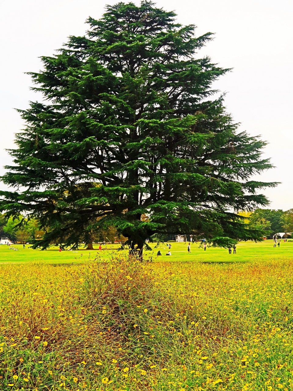 昭和記念公園 5 みんなの原っぱ コスモス 品種色いろ レモンイエロー 日の丸 あかつき 立川 東京 の旅行記 ブログ By マキタン２さん フォートラベル