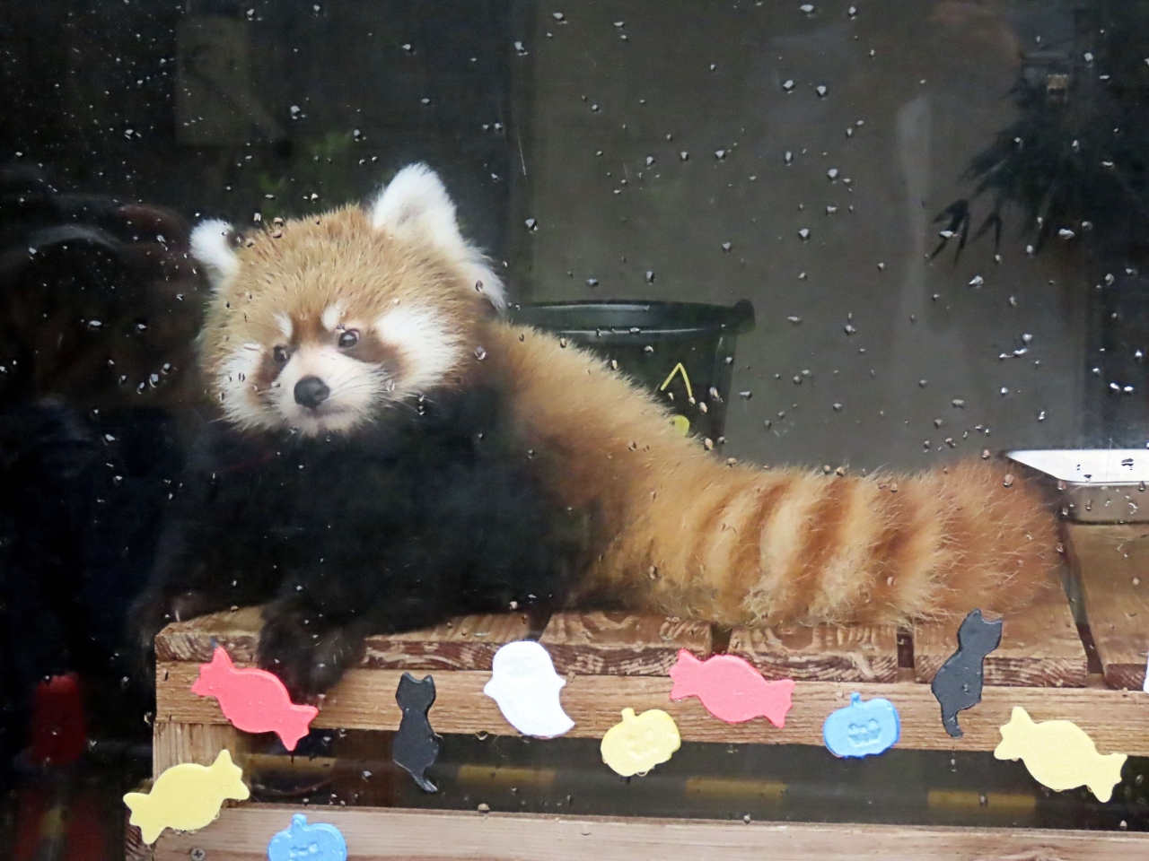 浜松市動物園 八景島シーパラダイス キララちゃん おチビちゃん コキンちゃん ココちゃん セイタ君の孫 ひ孫4匹会った2日間 浜松 静岡県 の旅行記 ブログ By Jilllucaさん フォートラベル 浜松市動物園 八景島シーパラダイス キララちゃん おチビちゃん コキンちゃん ココちゃん セイタ君の孫 ひ孫4匹会った2日間 浜松 静岡県 の旅行記 ブログ By Jilllucaさん フォートラベル