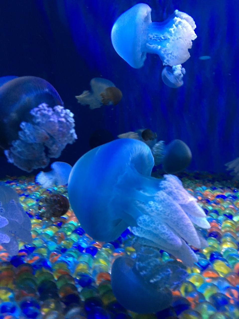 昔ながらの雰囲気のしながわ水族館へ 東京の旅行記 ブログ By ぐりぐらさん フォートラベル