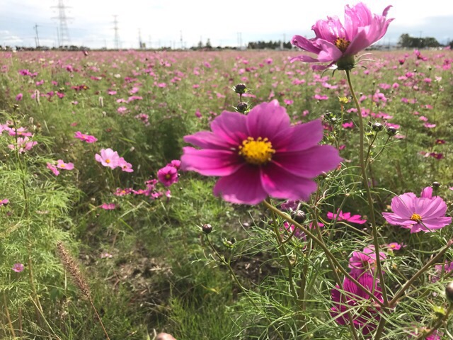 埼玉 よしみコスモスまつり19 コスモス摘み取りと芋掘りなど 東松山 埼玉県 の旅行記 ブログ By としさん フォートラベル