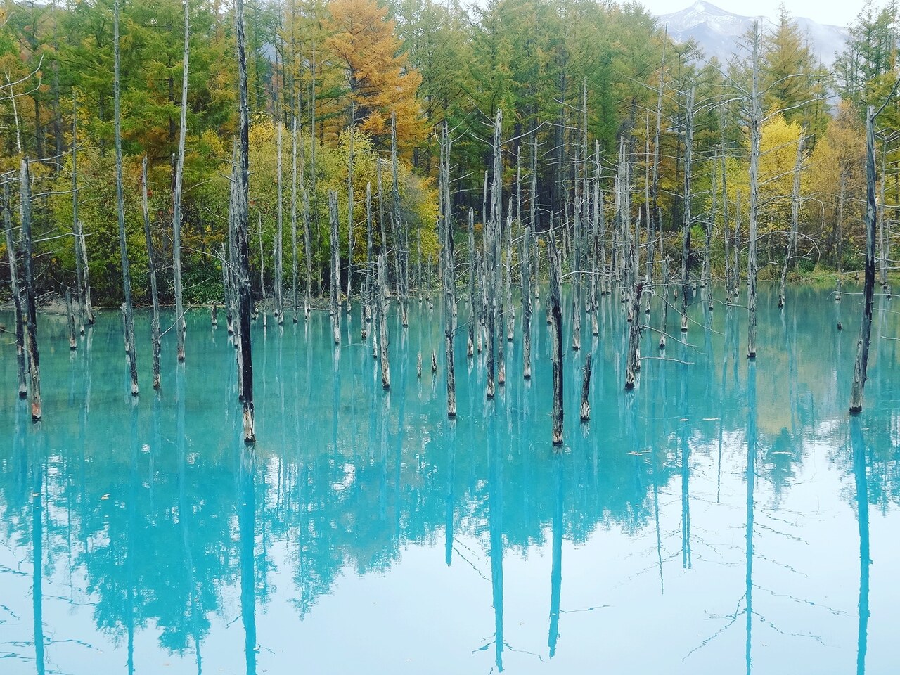 紅葉の北海道 その２ 富良野 北海道 の旅行記 ブログ By ぷるるさん フォートラベル