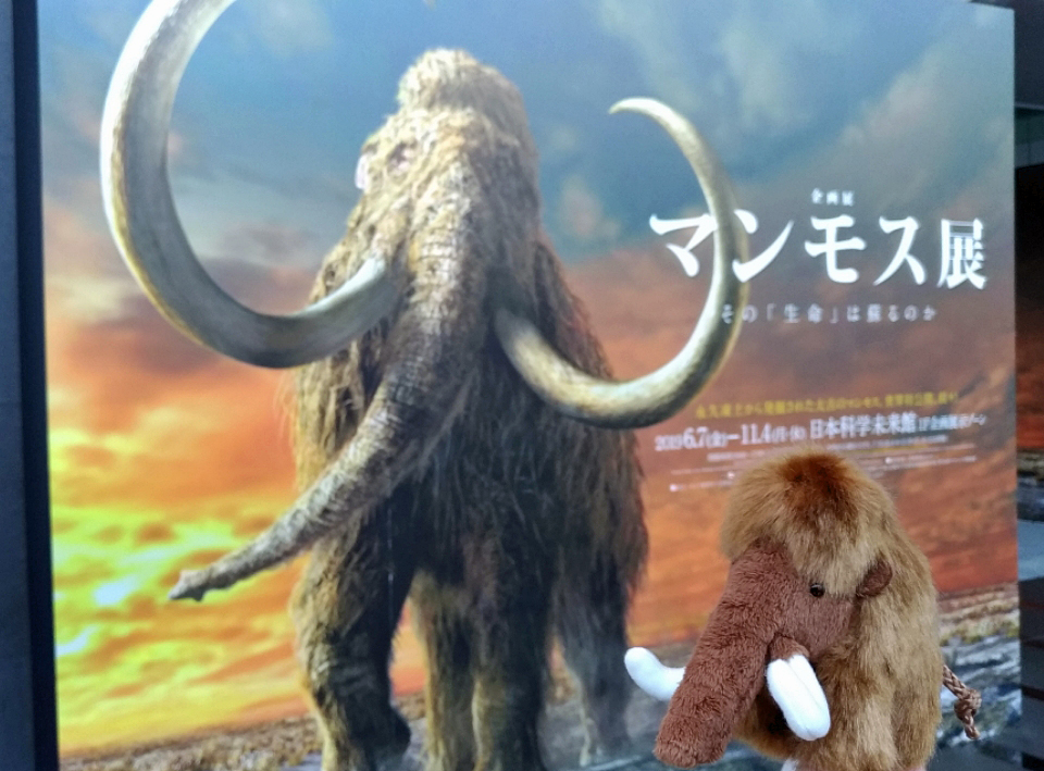 旅の気分で展覧会 マンモス展 その 生命 は蘇るのか お台場 東京 の旅行記 ブログ By 茶柱たつこさん フォートラベル 旅の気分で展覧会 マンモス展 その 生命 は蘇るのか お台場 東京 の旅行記 ブログ By 茶柱たつこさん フォートラベル