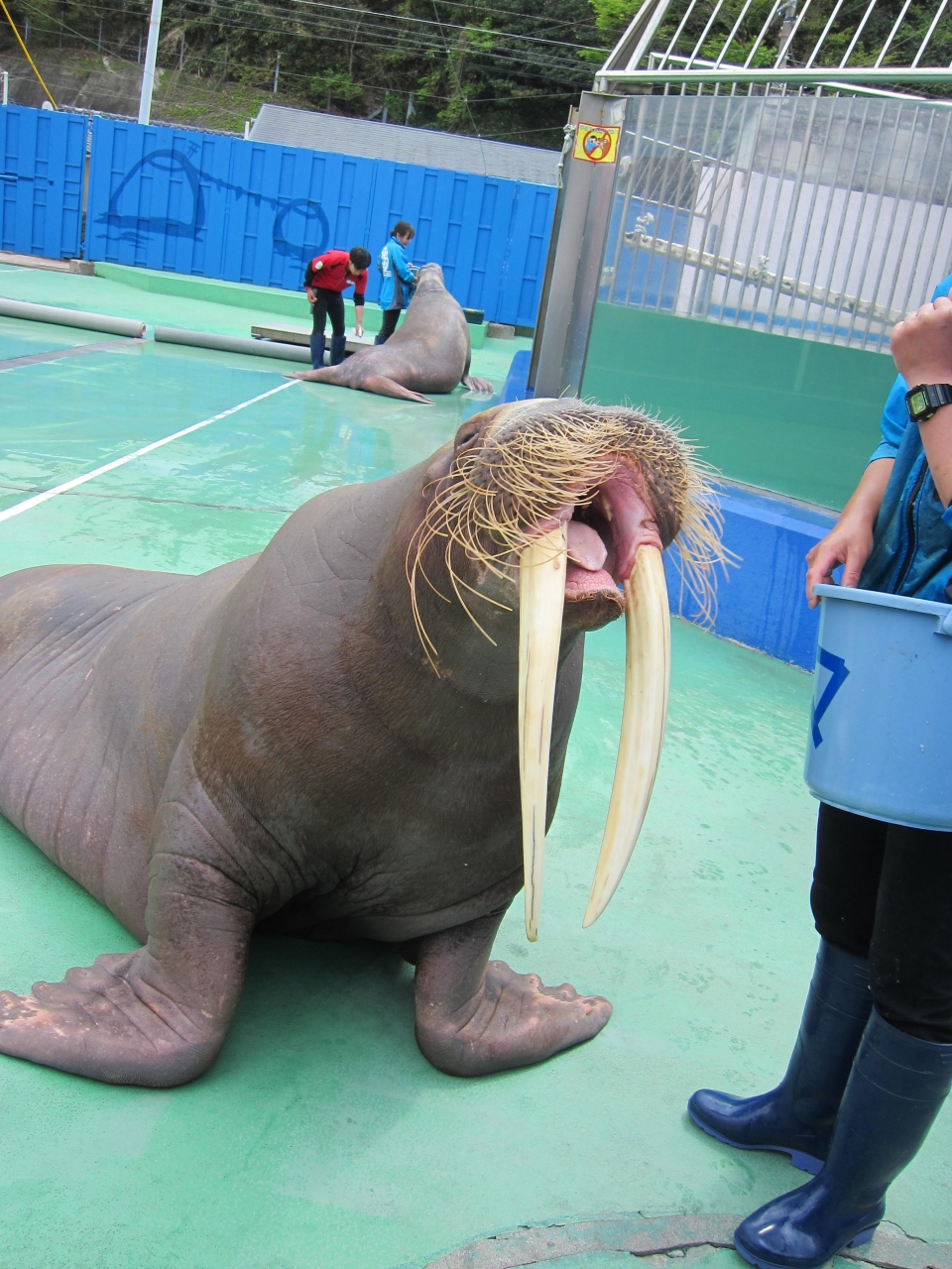 9 セイウチが近すぎる 伊勢志摩1泊2日 春爛漫の日本へ里帰り 14日目 二見浦 三重県 の旅行記 ブログ By ユリアさん フォートラベル 9 セイウチが近すぎる 伊勢志摩1泊2日 春爛漫の日本へ里帰り 14日目 二見浦 三重県 の旅行記 ブログ By ユリアさん フォートラベル
