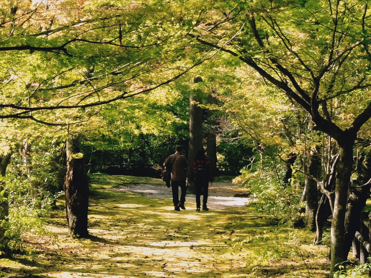 紅葉をもとめて奥津渓谷へ 岡山県の旅行記 ブログ By Hittoさん フォートラベル