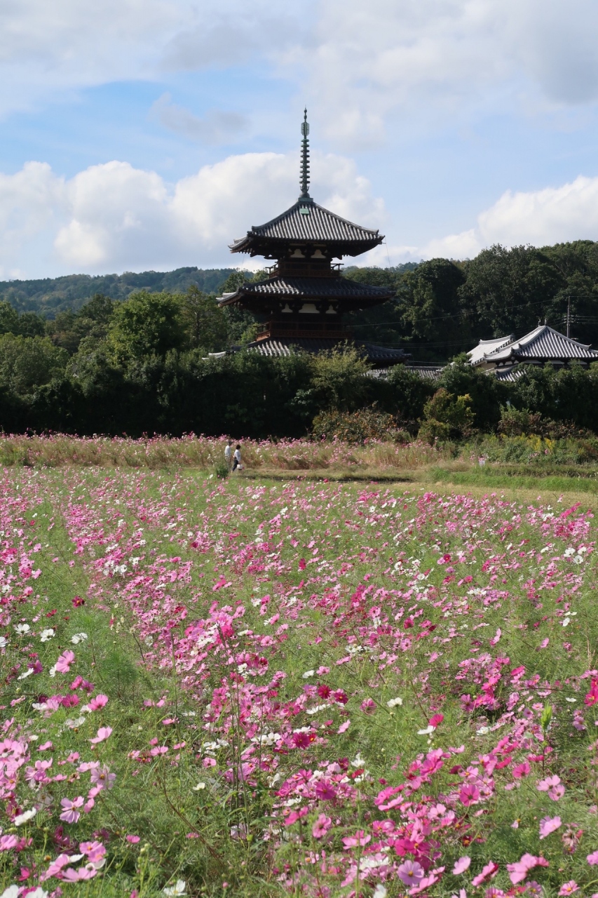 19法起寺コスモス 斑鳩 法隆寺周辺 奈良県 の旅行記 ブログ By かかちゃんさん フォートラベル
