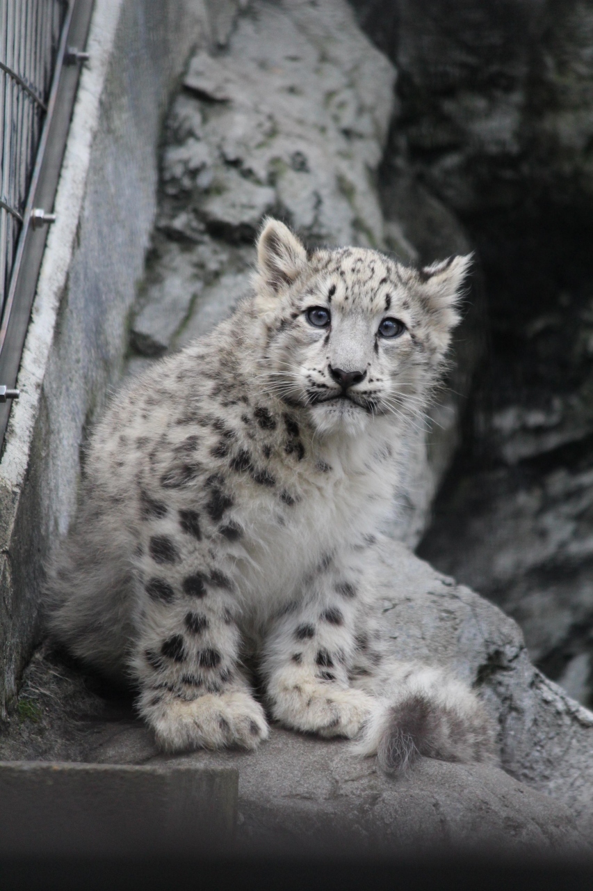 子ユキヒョウ目当ての旭山動物園 旭川 北海道 の旅行記 ブログ By Kyunruna1264さん フォートラベル