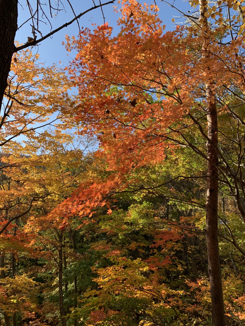 1910 09 岩手での紅葉狩り 安比高原 松川渓谷 Appi Matsukawa Iwate 安比高原 岩手県 の旅行記 ブログ By Maikonさん フォートラベル