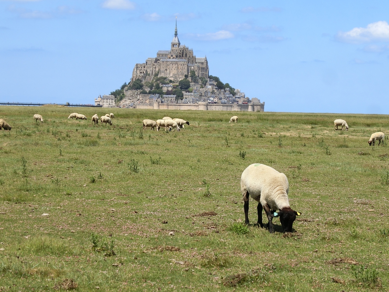 羊とモンサンミッシェル モンサンミッシェル フランス の旅行記 ブログ By ゴリさん フォートラベル