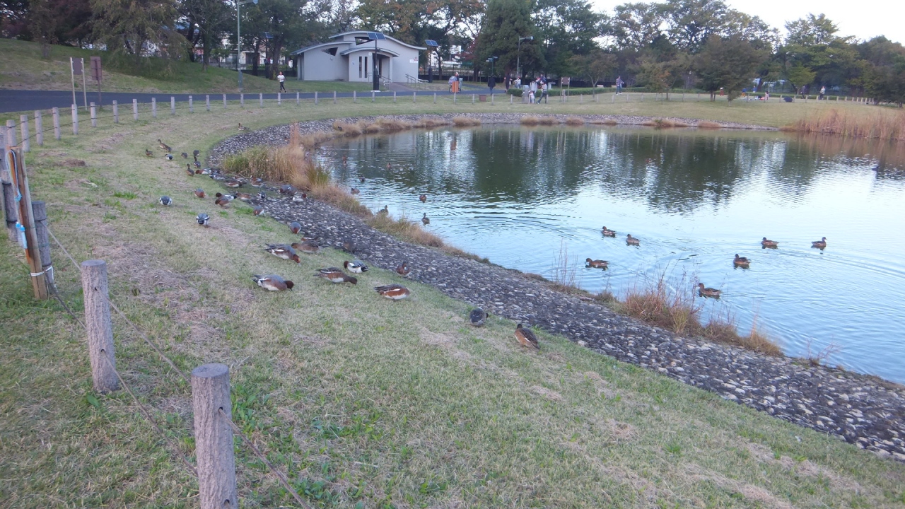 野川 東京 秋の風情 調布 狛江 東京 の旅行記 ブログ By Gamiさん フォートラベル 野川 東京 秋の風情 調布 狛江 東京 の旅行記 ブログ By Gamiさん フォートラベル