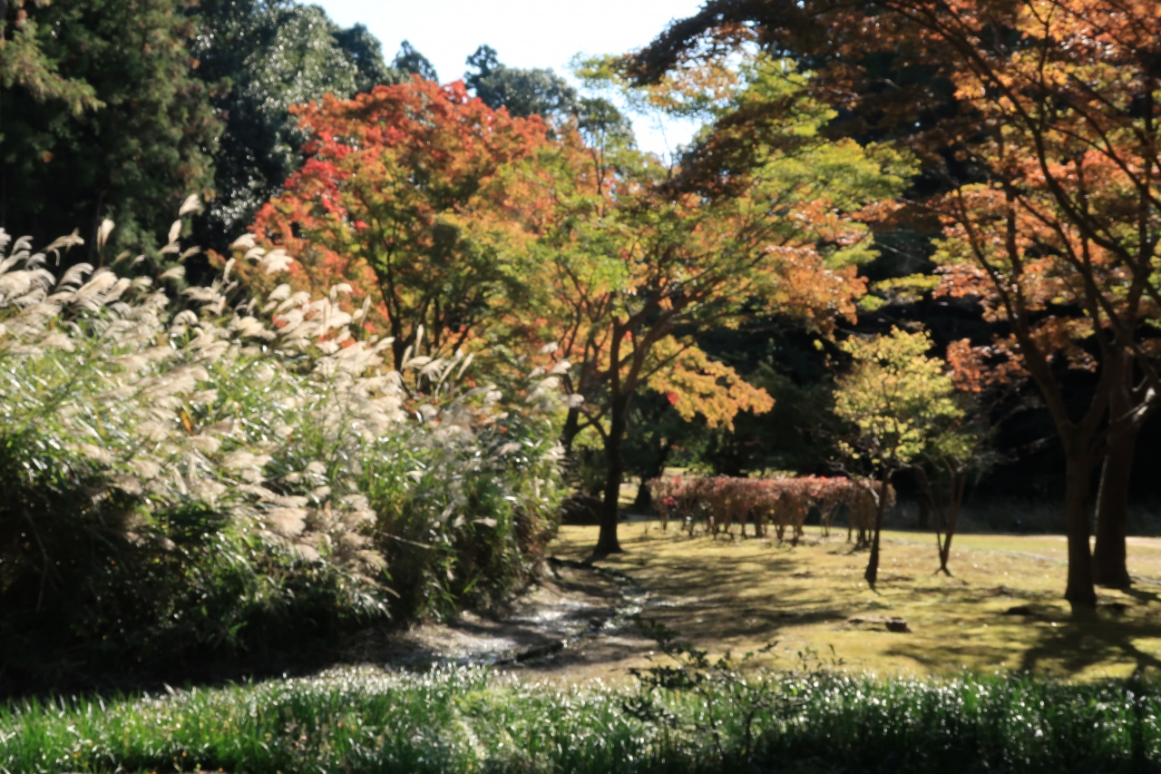 秋を感じに偕楽園 もみじ谷へ 水戸 茨城県 の旅行記 ブログ By カッチさん フォートラベル