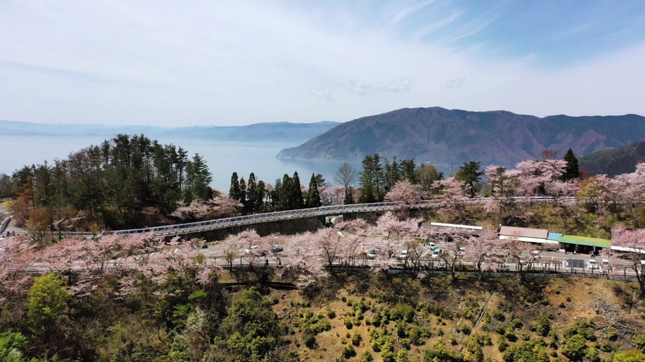 桜が3000本 つづら尾崎 琵琶湖 絶景 空撮 奥琵琶湖 滋賀県 の旅行記 ブログ By もふもふpさん フォートラベル