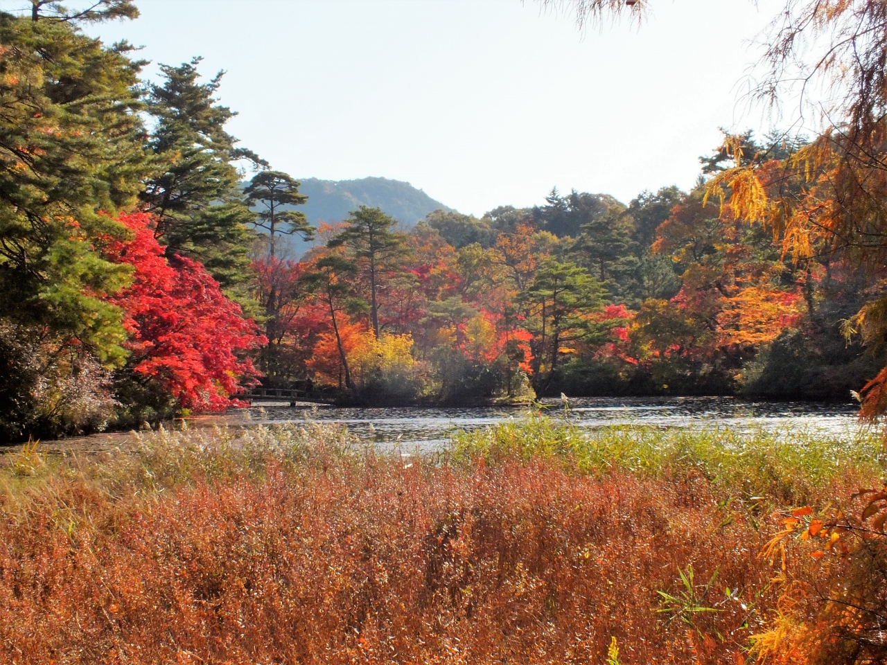 神戸市立森林植物園の森林もみじ散策 六甲山 摩耶山周辺 兵庫県 の旅行記 ブログ By Ohchanさん フォートラベル