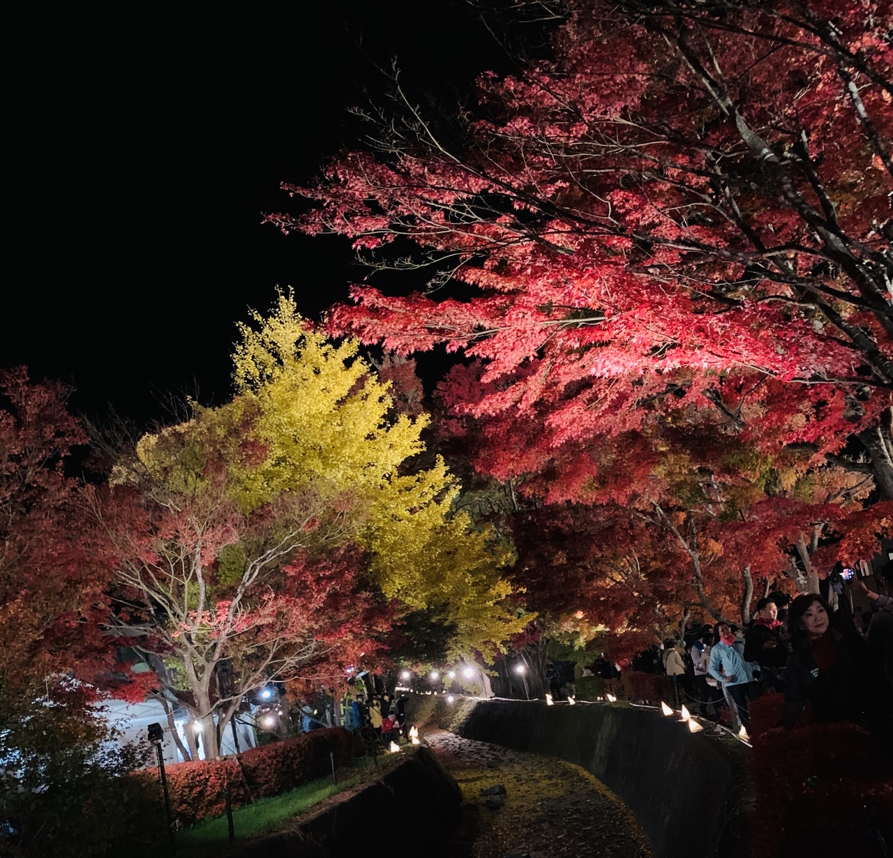 ライトアップされた河口湖もみじ回廊 富士五湖 山梨県 の旅行記 ブログ By ジェイさん フォートラベル ライトアップされた河口湖もみじ回廊 富士五湖 山梨県 の旅行記 ブログ By ジェイさん フォートラベル