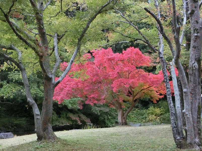 ひょうたん池のモミジ を見たくて 晩秋の大阪万博記念公園 自然文化園を紅葉散歩 19 吹田 万博公園 大阪 の旅行記 ブログ By Hy 2217さん フォートラベル